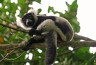 Putzige Lemuren hoch oben in den �sten