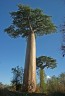 Giant baobabs