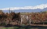 Wine area in Mendoza
