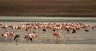 Hier sind sie: Flamingos de James