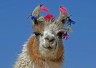 Llama, decorated like carneval