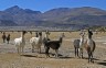 Llamas on barren land