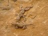 Geckos "stick"  on the rocks