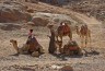 Bedouines offering camel rides into the desert