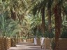 Al Ain oasis