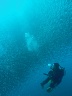 Riesige Sardinenschw�rme um die Pescador Island