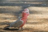 Pink Kakadu