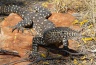 Australia's largest lizard, the perentie Varanus giganteous