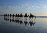 Lust auf eine Sonnenuntergangs-Kameltour an der Cable Beach in Broome?