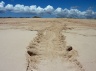 No, these are no tire tracks but from turtles laying their eggs in the sand (Cape Range National Park)